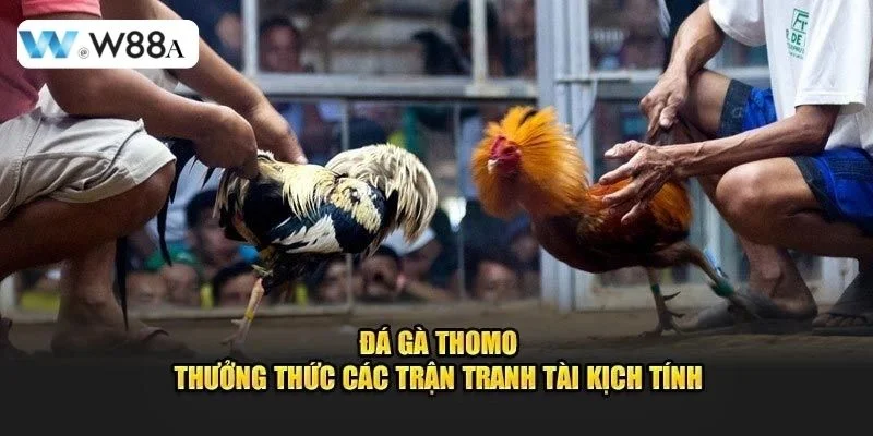 Đá Gà Thomo Trực Tiếp W88 - Sới Gà Chọi Bạc Tỷ, Hàng Đầu 2 Sảnh cược đá gà Thomo trực tiếp tại W88 sôi động và chuyên nghiệp.