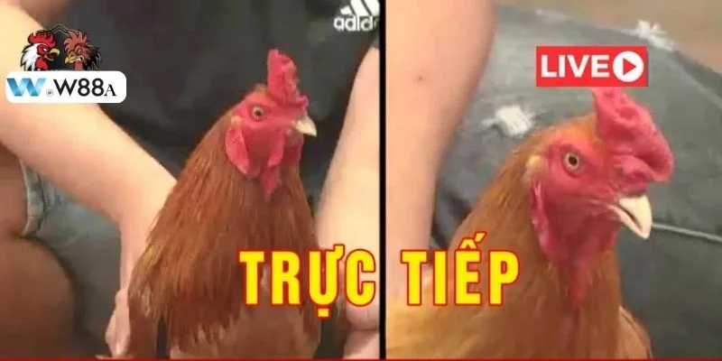 Đá Gà Thomo Trực Tiếp W88 - Sới Gà Chọi Bạc Tỷ, Hàng Đầu 3 Bí quyết chơi đá gà Thomo bất khả chiến bại.