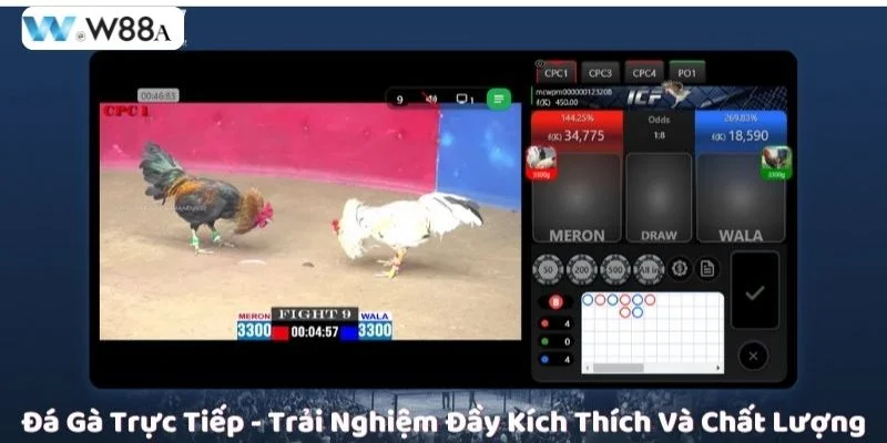 Sàn trực tiếp đá gà W88 được giới bet thủ đánh giá cao.